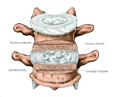 Location Of The Three Major Structures Of The Intervertebral Disc 1
