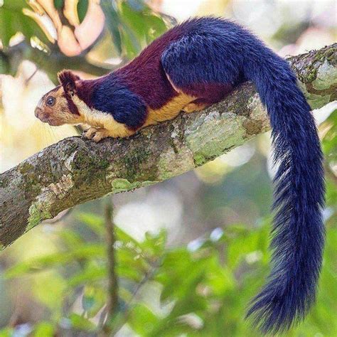 🔥 Purple Indian Squirrel On A Tree Rsquirrels