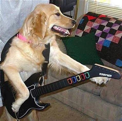 Dog Playing Guitar Herowhich Is A Human Game Rmildlyinteresting