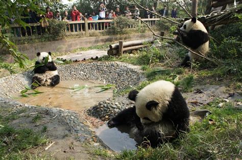 Love Panda Vacation Chengdu Panda Base 2