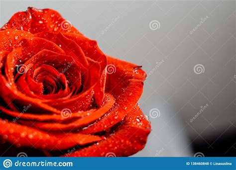 Beautiful Red Rose With Water Drops Macro Stock Photo Image Of Warm