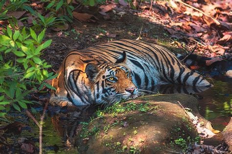 Tigress Bandhavgarh National Park India Wild Planet Photography