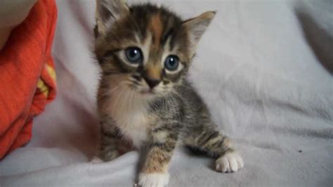 Kleine Kitten Reactievideo 33 Cute Cats And Dogs
