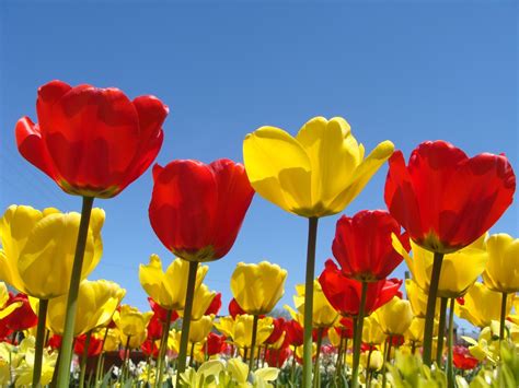 Spring Flowers Background Desktop ·① Wallpapertag
