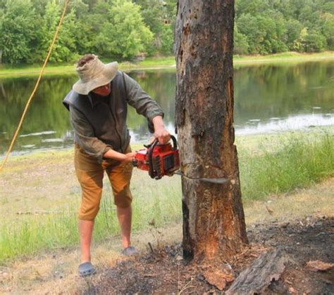 Of course, you can only chop down trees in acnh once you have the proper tools, and the same goes for pulling out stumps. 10 Facts about Cutting down Trees | Fact File