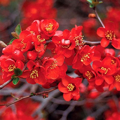 Chaenomeles Crimson And Gold Japanese Quince
