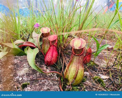 Nepenthes Rajah A Carnivorous Pitcher Plant Royalty Free Stock Photo