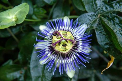 Passion Flowers Meaning And Symbolism