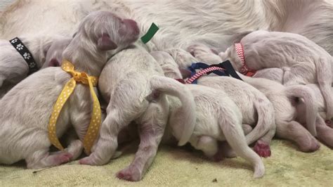 Tonks Golden Retriever Puppies One Week Old Youtube