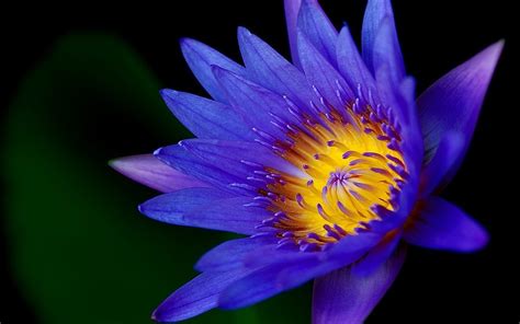 Lotus Flower Dark Blue Color Hd Wallpapers For Mobile