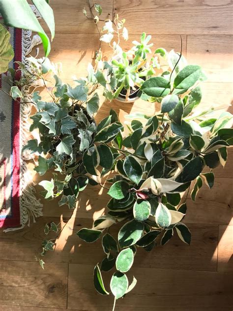 한국어 english 日本語 tiếng việt 简体中文. ホヤの育て方｜植え替え時期や増やし方は？｜🍀GreenSnap ...