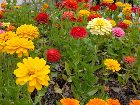 Pics Of Zinnia Flowers How To Grow Zinnia Growing And Caring For
