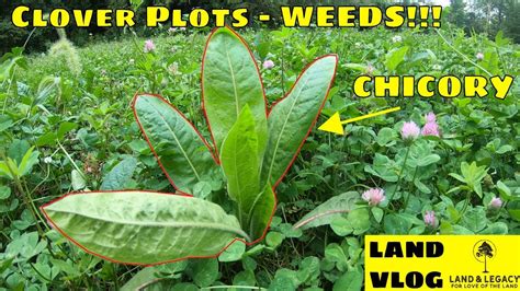 Controlling Weeds In Clover Plots Chicory Clover Alfalfa Youtube