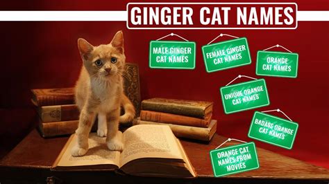 146 Best Ginger Cat Names Petmoo
