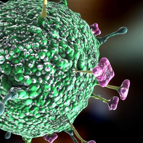 The virus is a zoonosis, meaning that nipah virus gets transmitted from animals to humans. nipah virus 3D Models - CGTrader.com