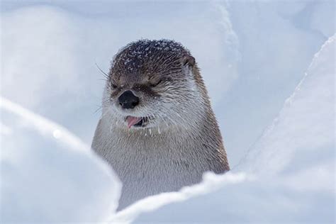 Snow Blep — The Daily Otter Otters Cute Little Animals Baby