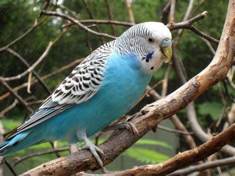 Budgerigar Facts And Latest Photographs The Wildlife