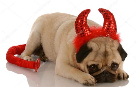 Pug Dressed Up As A Devil With Guilty Expression — Stock Photo