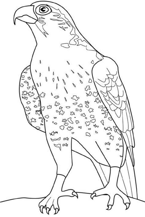 The falcon coloring page features a prairie bird resting on a tree branch. Falcon coloring pages to download and print for free