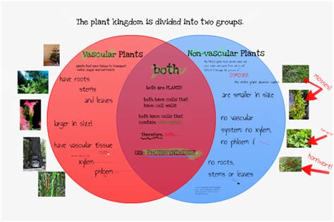 Vascular Vs Nonvascular Plants Plant Ideas