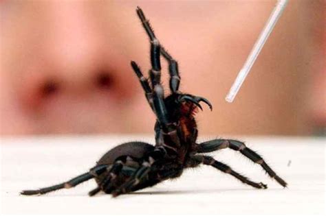 Top 10 Most Venomous Spiders In The World Top 10 Winder Folks