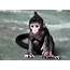 Baby Monkey Zingo Makes Debut At Brookfield Zoo  Chicago Tribune