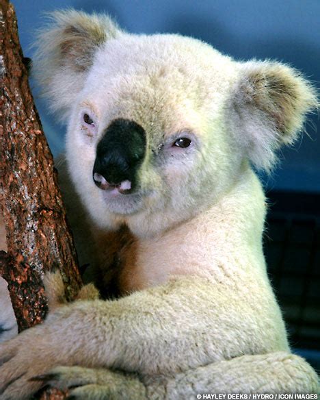 Meet Paleface The Rare White Koala Bear Daily Mail Online