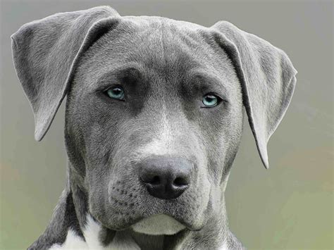 What Is The Big Grey Dog Get Your Pet Thinking Keepingdog