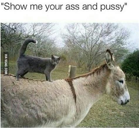 Show Me Your Ass And Pussy Gag