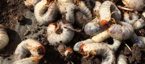 Do coffee grounds attract ants? What Do Grubs Eat? How To Avoid Common Lawn Problems | ABC ...