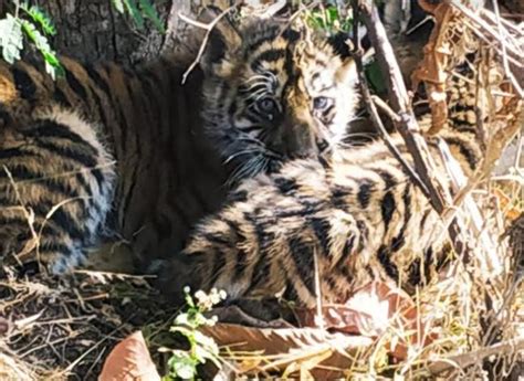 Tigress Abandons Two Cubs Near Bandhavgarh National Park