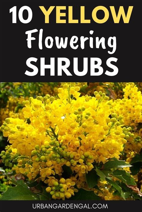 Video i 4k og hd klar til næsten enhver nle nu. 10 Yellow Flowering Shrubs in 2020 | Yellow flowering ...