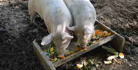 What Do Pot Belly Pigs Eat