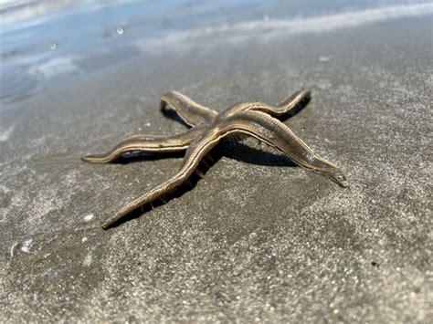 That Port Aransas Starfish Was Big Sure But Theyre Not That Rare