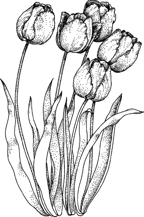 Tulip Outline Coloring Pages