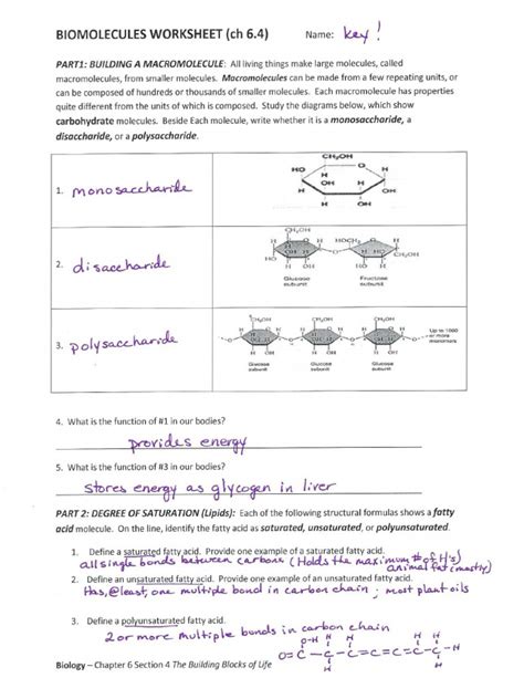 4 types of macromolecules chart google search. Macromolecules Worksheet Answer Key - Education Template