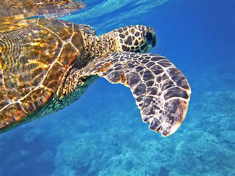 Free Images Underwater Tropical Sea Turtle Reptile Hawaii Fauna