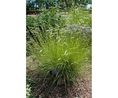 The blonde ambition grama grass is a unique native grass. Pin on Garden Planning
