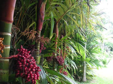 Polynesian Produce Stand Orange Collar Palm Colorful Rare Palm Tree