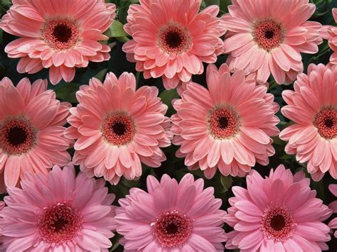 Download Pink Flower Wallpaper Hd By Cgreene Pink Flower Desktop