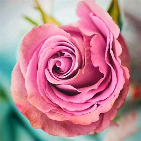 Everblooming Rose Vidéo Image Hd Aromatherapie