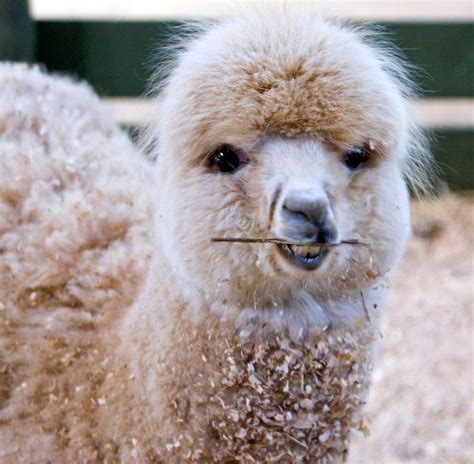 Funny Face Alpaca Zoodoo Wildlife Park By Jenny Dean Redbubble