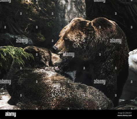 Two Grizzly Bears Play Fighting In A Snowy Forest Hollow Stock Photo