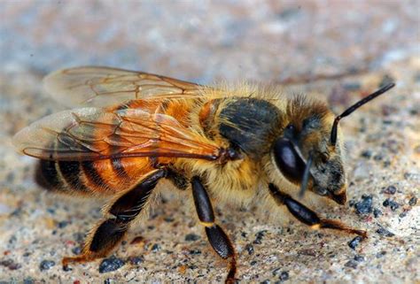 Africanized Honey Bee Killer Bee Bee Killer Bees And Wasps