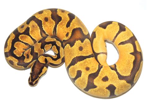 Enchi Fire Orange Dream Morph List World Of Ball Pythons