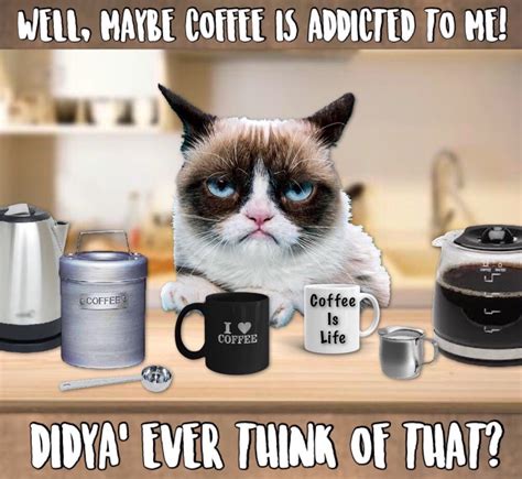 Maybe Coffee Is Addicted To Grumpy 🤷🏻‍♀️☕️😹 Grumpy Cat Quotes Cat
