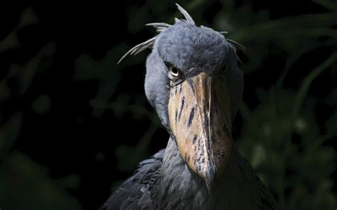 The Shoebill Stork All You Need To Know About Africas Whale Head Bird