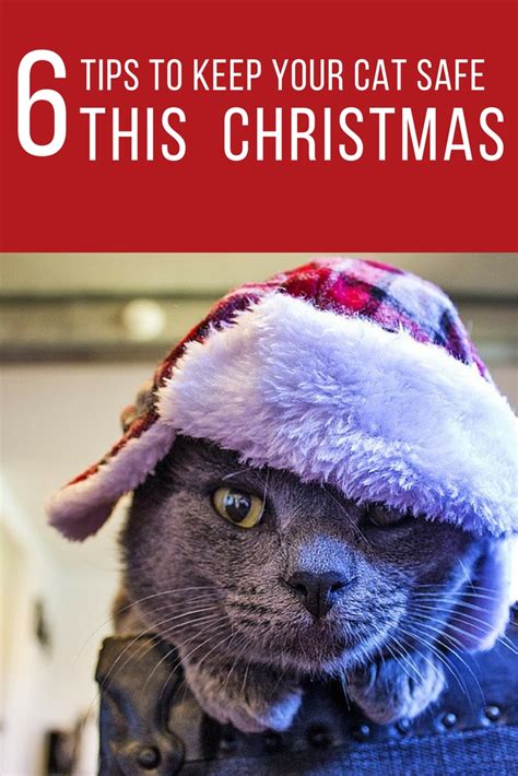 How To Keep Your Cat Safe During The Holidays Taylorlife