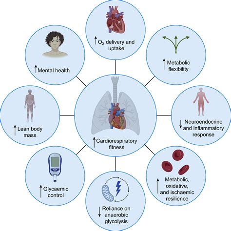 Physiological Relationship Between Cardiorespiratory Fitness And