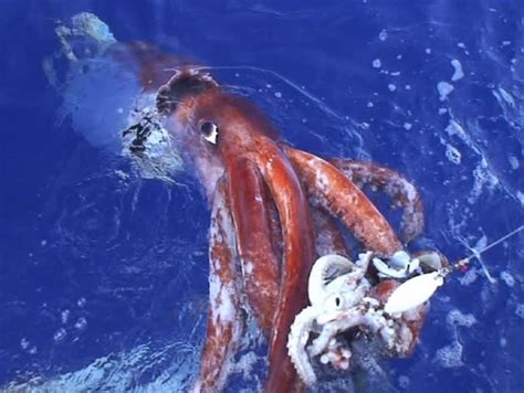 Squid Spermatophores Get Stuck In Diners Mouth